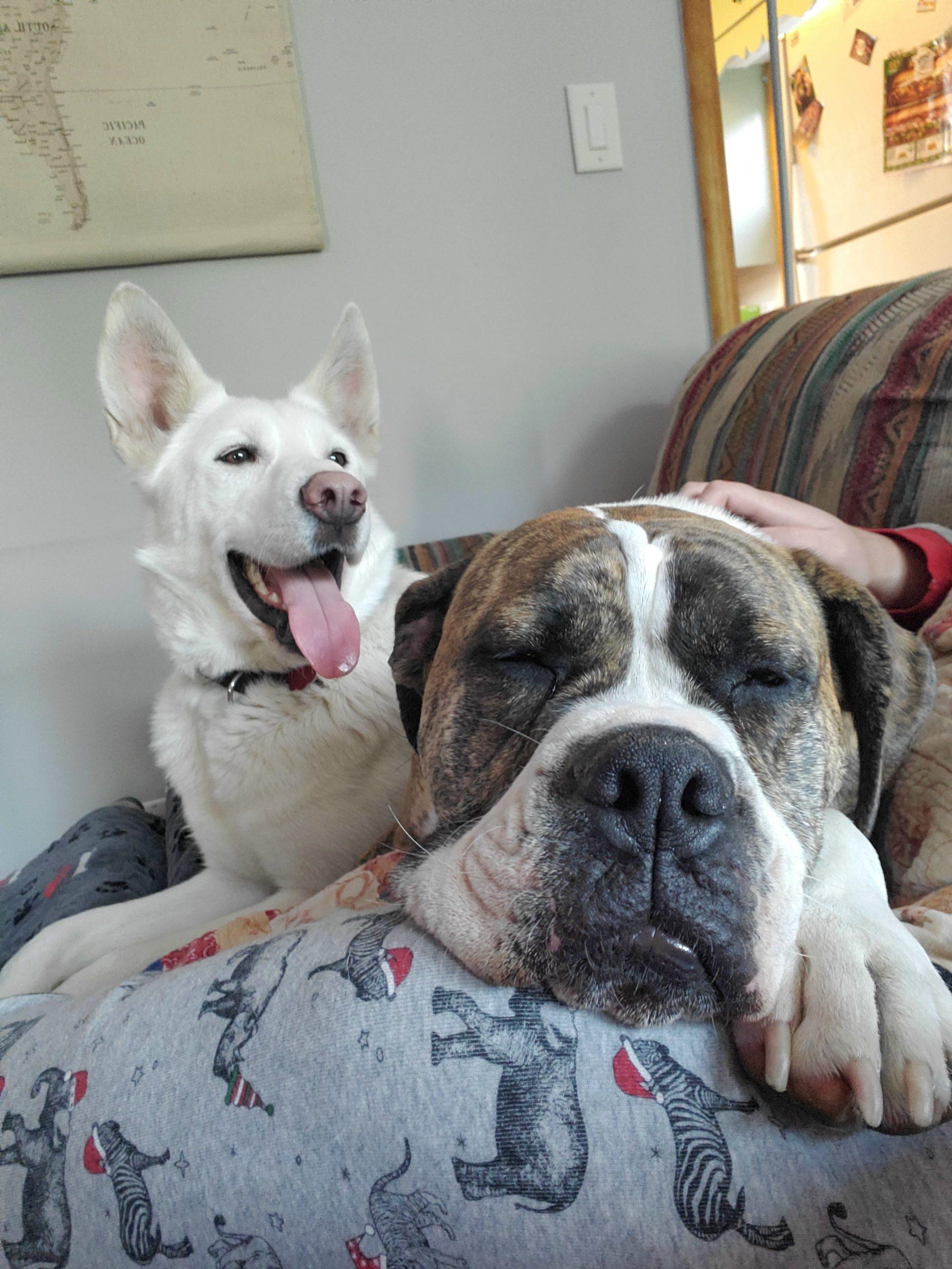 A huge brown and white dog sleeps on a couch. A white pointy-eared dog smiles widely with its tongue out in the background.