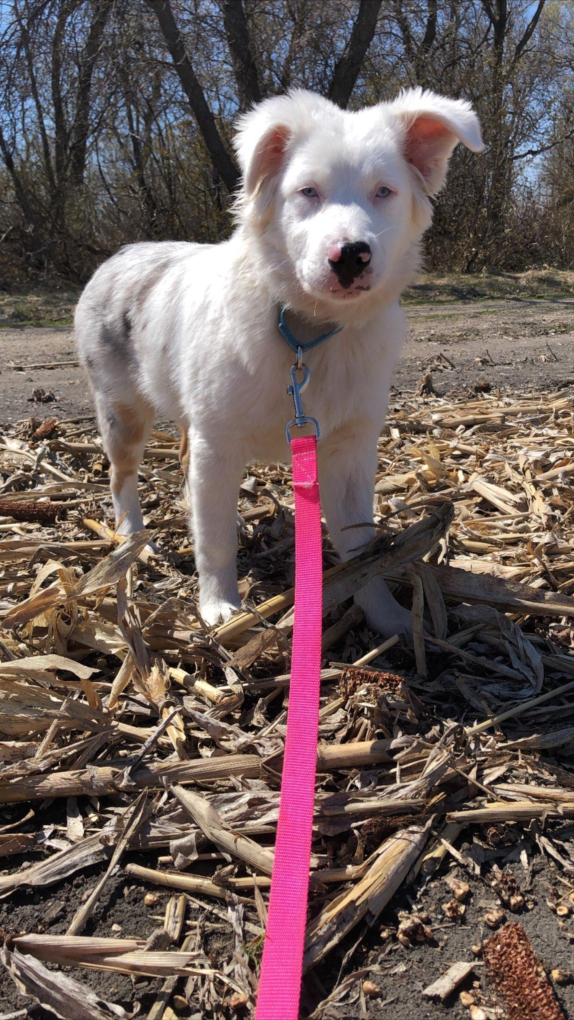 A white dog on a hot pink leash looks at the camera.