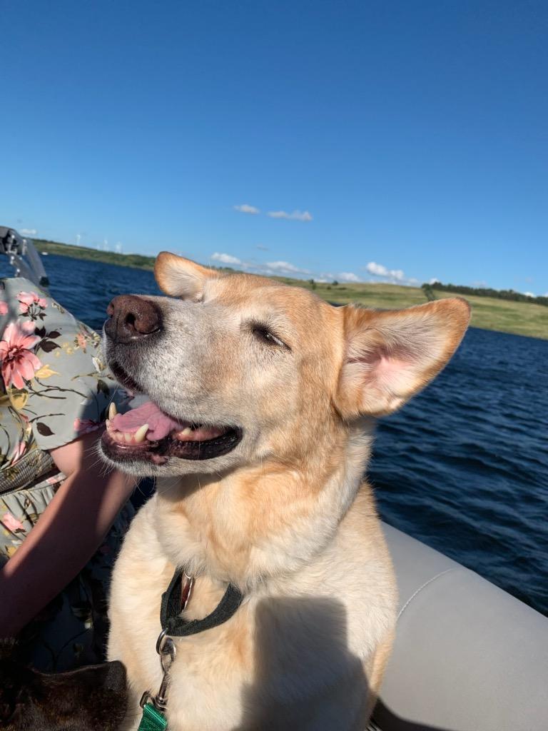 A tan dog smiles widely on a boat with the water behind him.