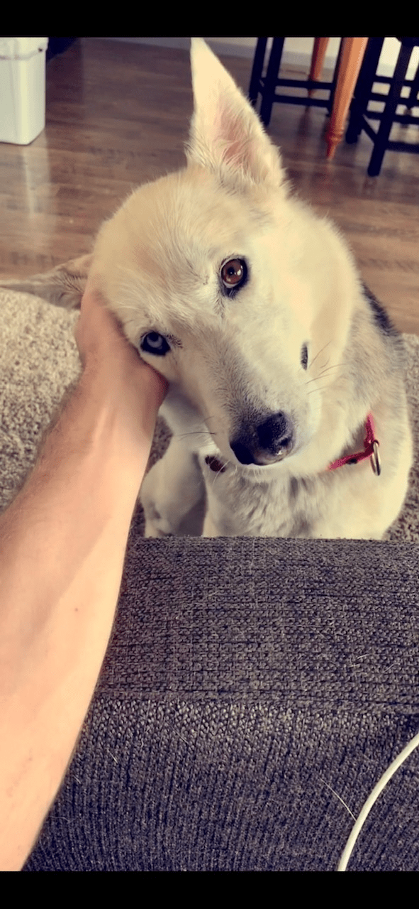 A gold-colored dog rests his head in an outstretched hand. He is looking at the camera with one ear pointed up.