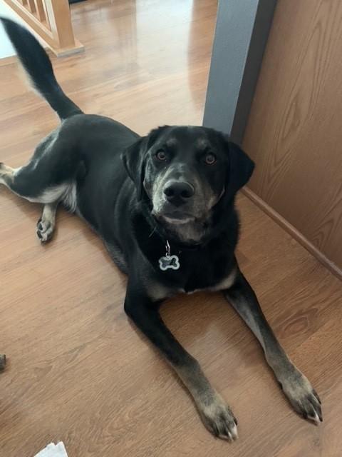 A black dog lays on a hardwood floor, looking up at the camera.