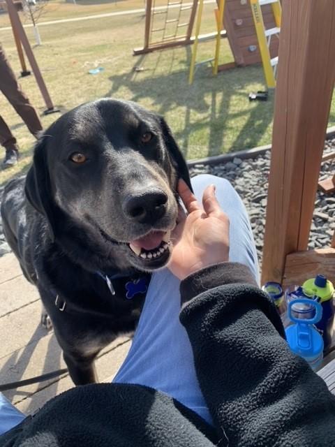 A black dog smiles with his head in the lap of a person petting him.