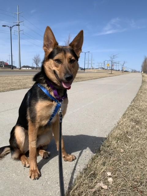 A black and brown dog with pointy ears poses on a sidewalk in front of wind turbines.