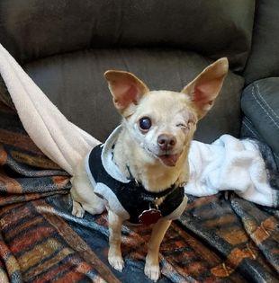 A one-eyed chihuahua smiles at the camera.