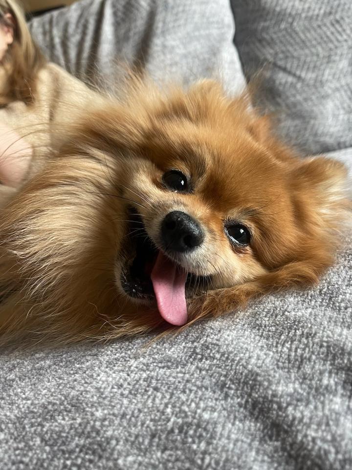 A happy Pomeranian lays on its side with a huge smile and tongue hanging out of its mouth.