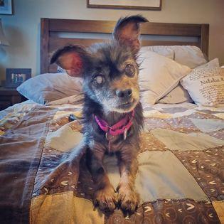 An old small brown dog lays on a bed. Her eyes are milky from cataracts, and she has a snaggletooth.