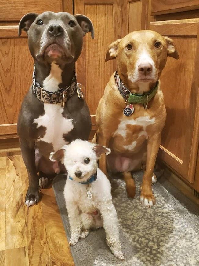 Three dogs sit upright. The two big dogs are shades of brown while the third dog is a small white fluffy dog with one eye.