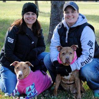 Two women kneel beside two big brown dogs.