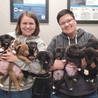 Two women hold many puppies in their arms. There are nine puppies between the two of them.