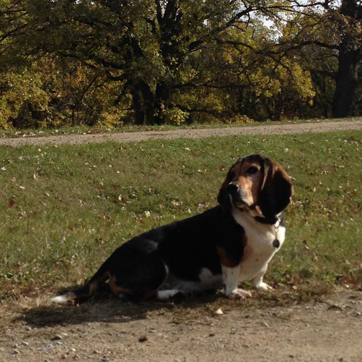 A basset hound sits outside on the grass, staring off to the left.