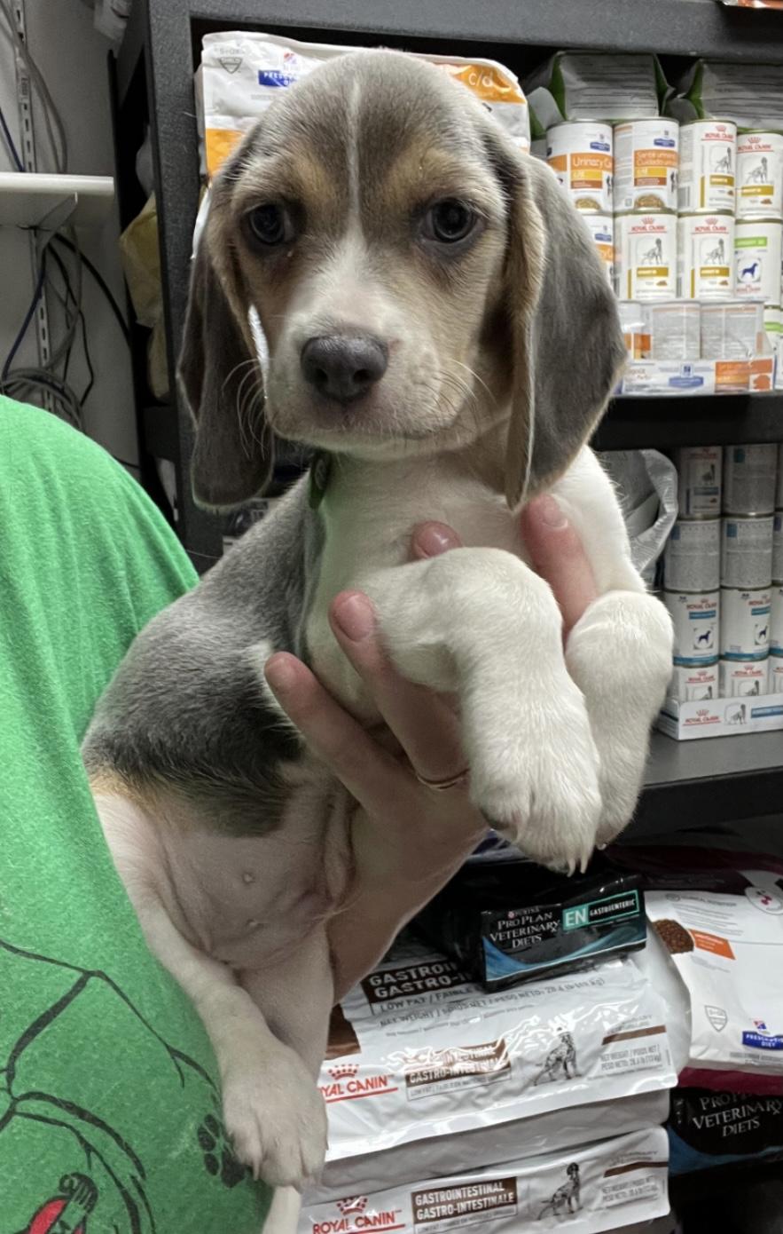 A Beagle puppy is held in one arm by someone wearing a green shirt.