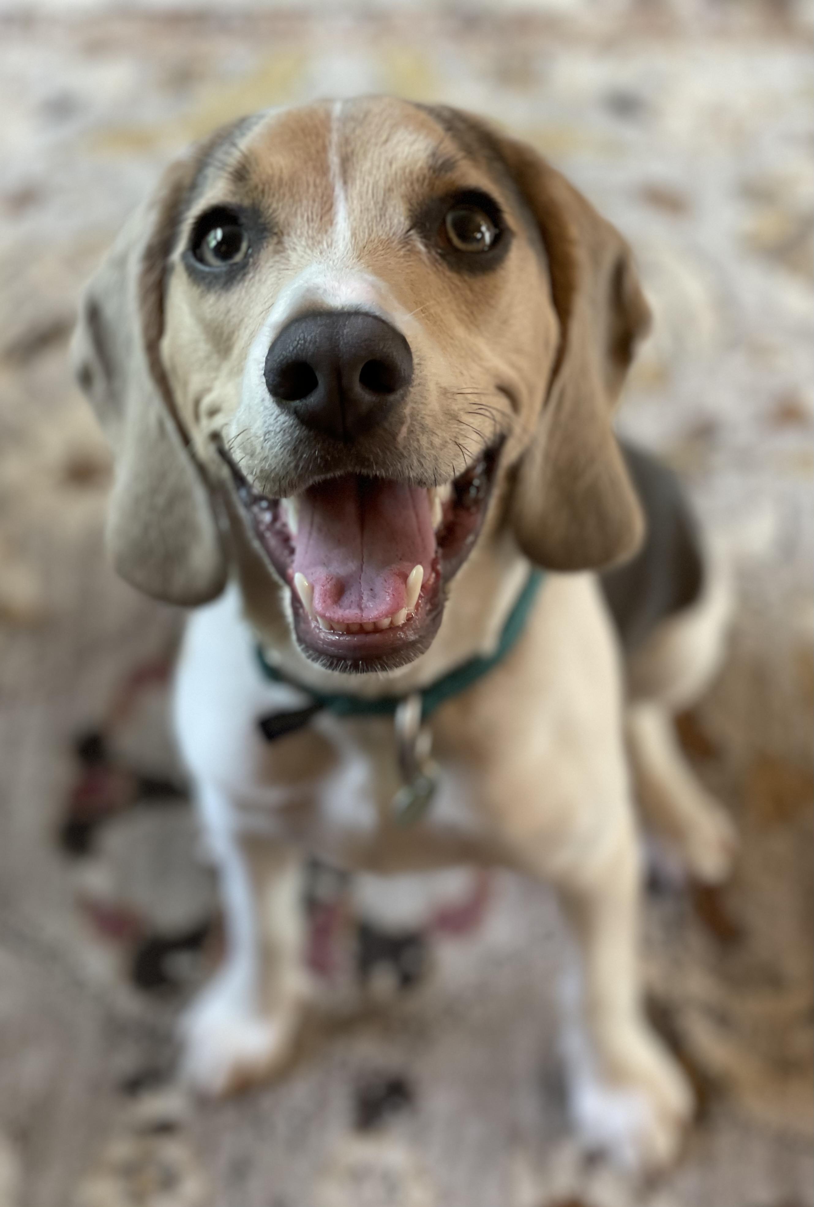 A happy Beagle looks at the camera with a big smile on his face.