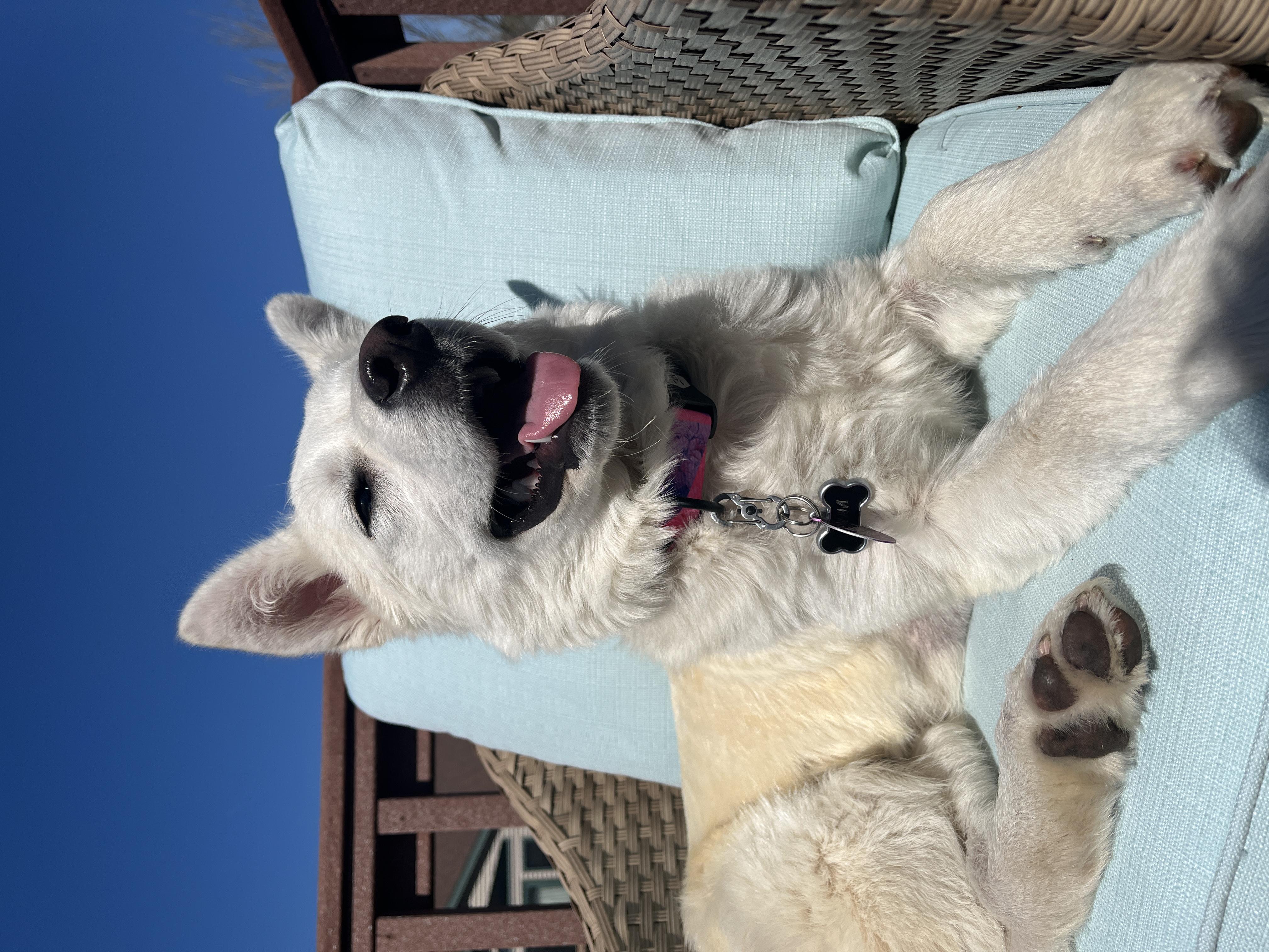A white dog smiles while sitting on a light blue lawn chair