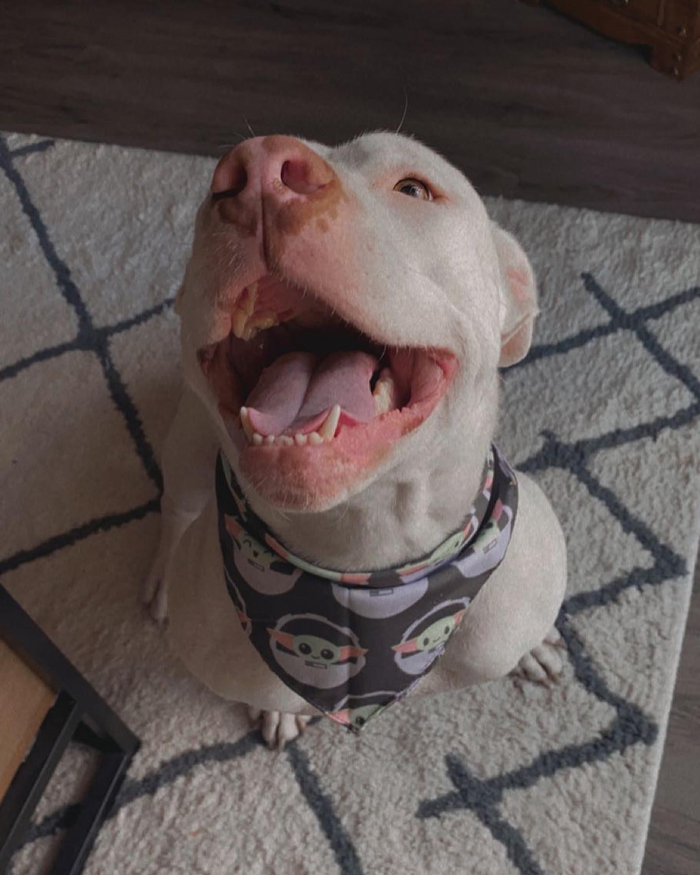 A white pitbull has a big smile and wears a Baby Yoda bandana