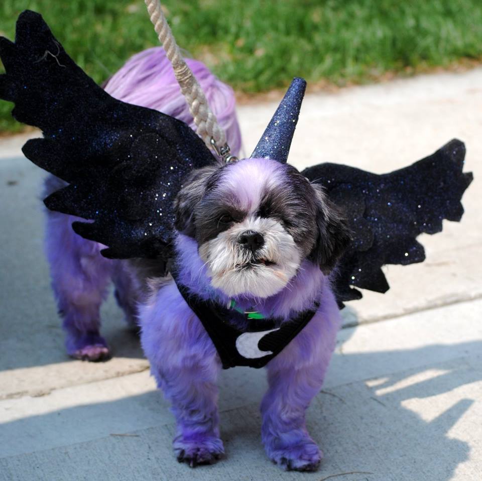 A dog dyed purple with wings and a unicorn horn