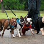Four bulldogs are walked on leashes