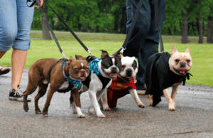 Four bulldogs are walked on leashes