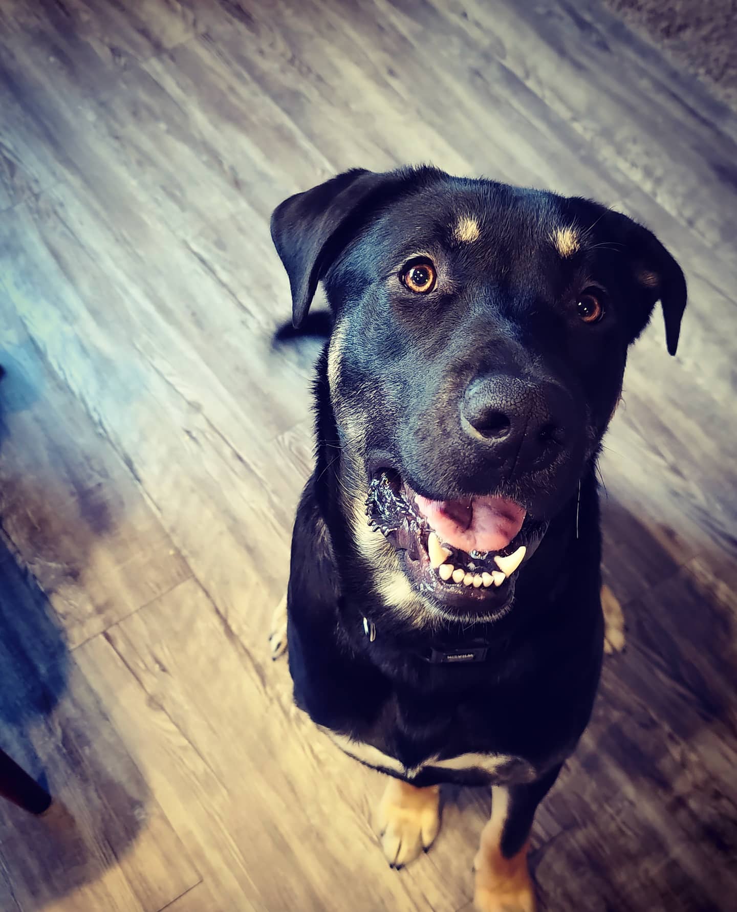 A black and brown medium-sized dog smiles up at the camera
