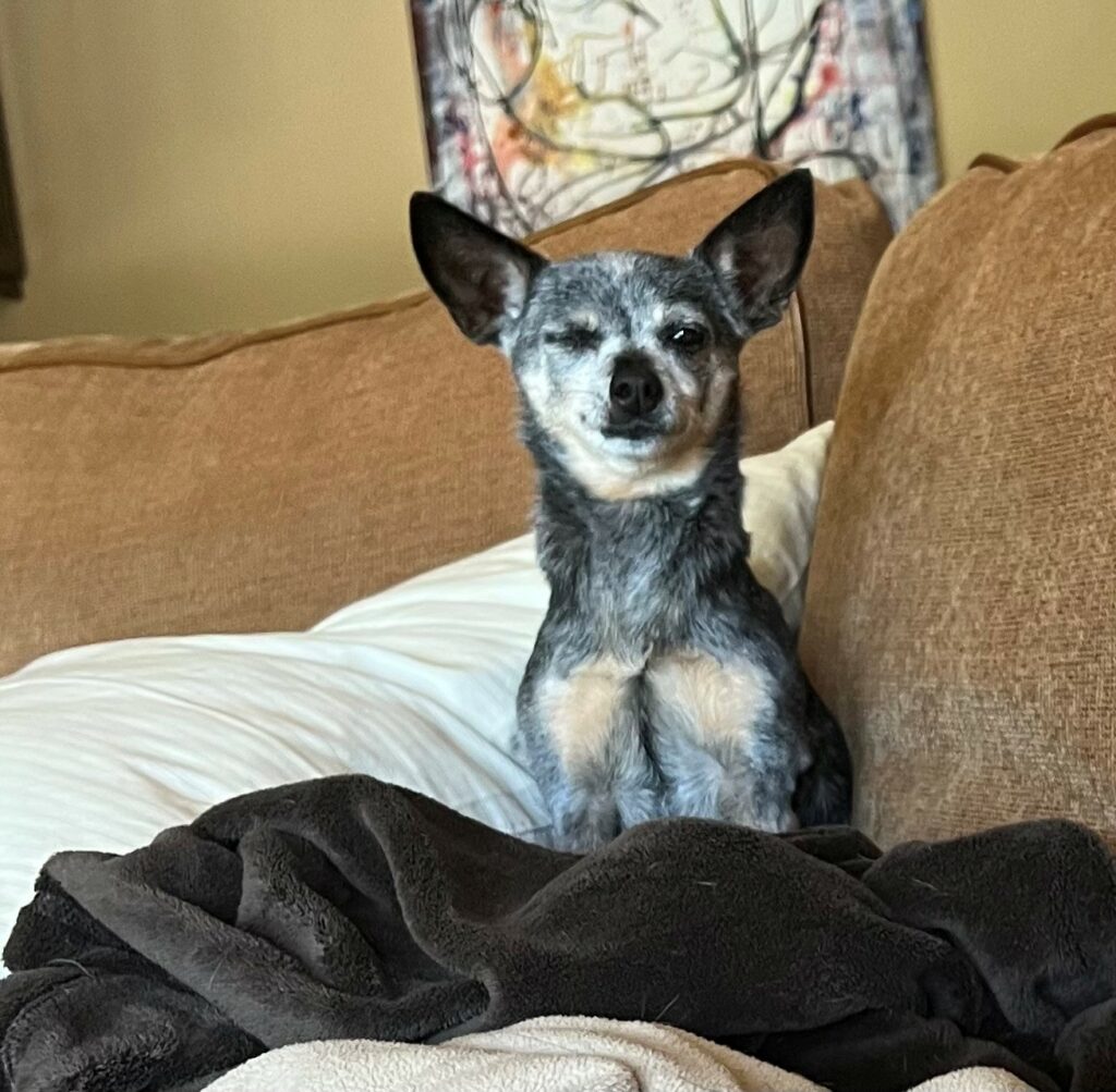 A dark grey chihuahua with beige chest sits on a brown couch