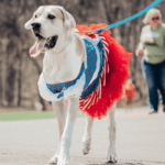 A big white dog wearing a Raggedy Ann costume
