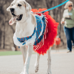 A big white dog wearing a Raggedy Ann costume