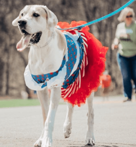 A big white dog wearing a Raggedy Ann costume