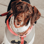 A brown and white dog wearing a Batman shirt