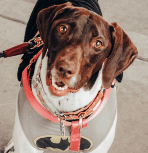 A brown and white dog wearing a Batman shirt