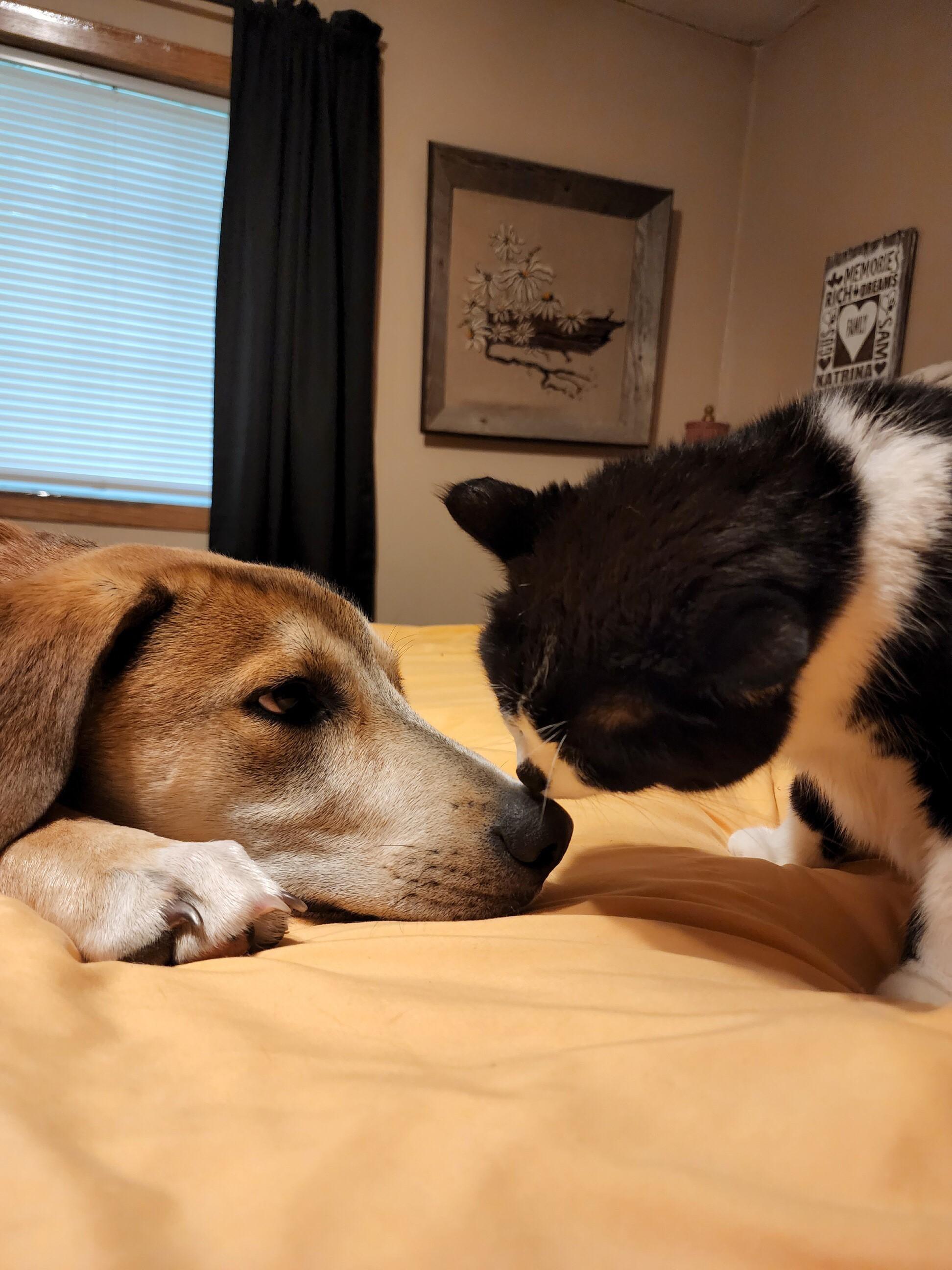 A brown dog and black and white cat touch noses
