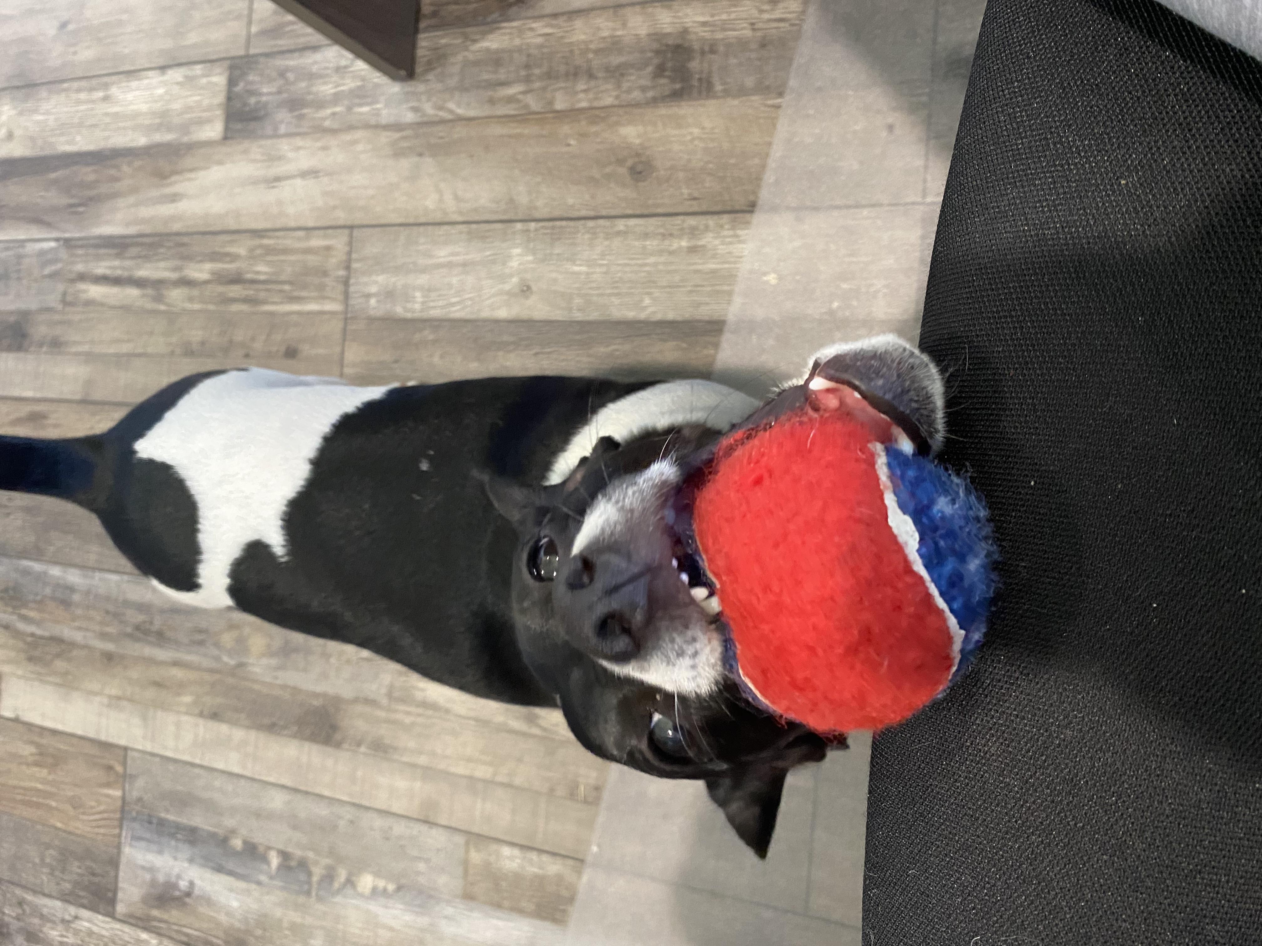 A small black and white dog holds a big blue and red ball in its mouth