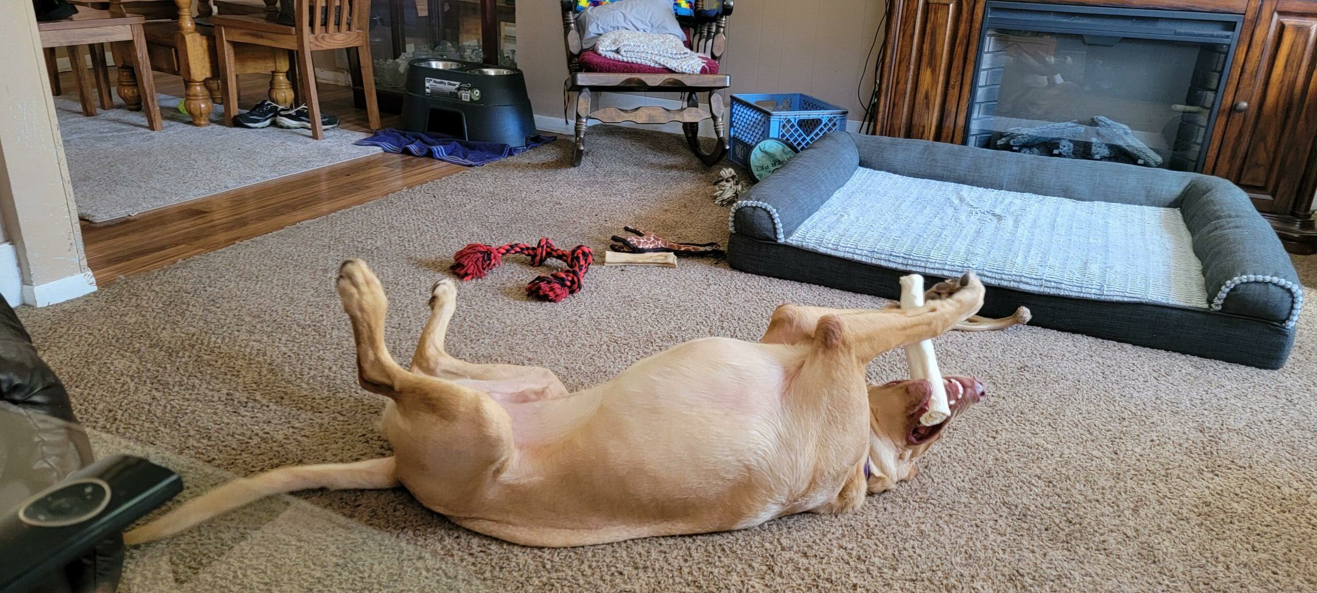 A golden lab lays on its back with its legs up and a big rawhide in its mouth