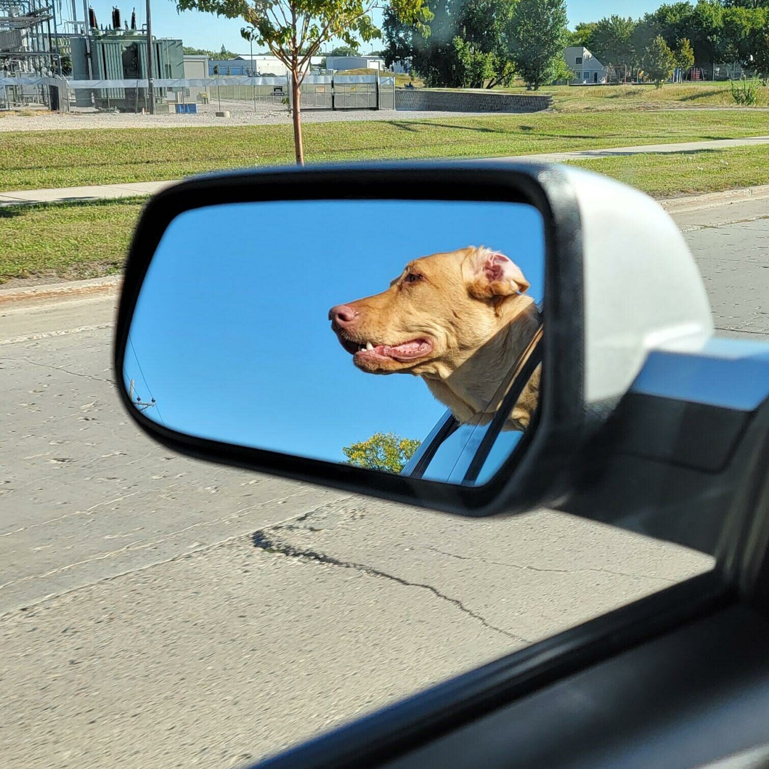 A golden dog has its head out the window of a car. The image is taken via the reflection in the car's sideview mirror.