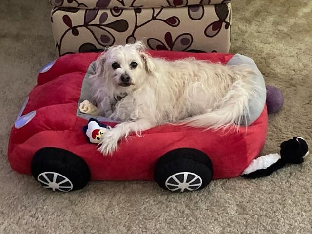 A shaggy white dog lays on a dog bed in the shape of a red car