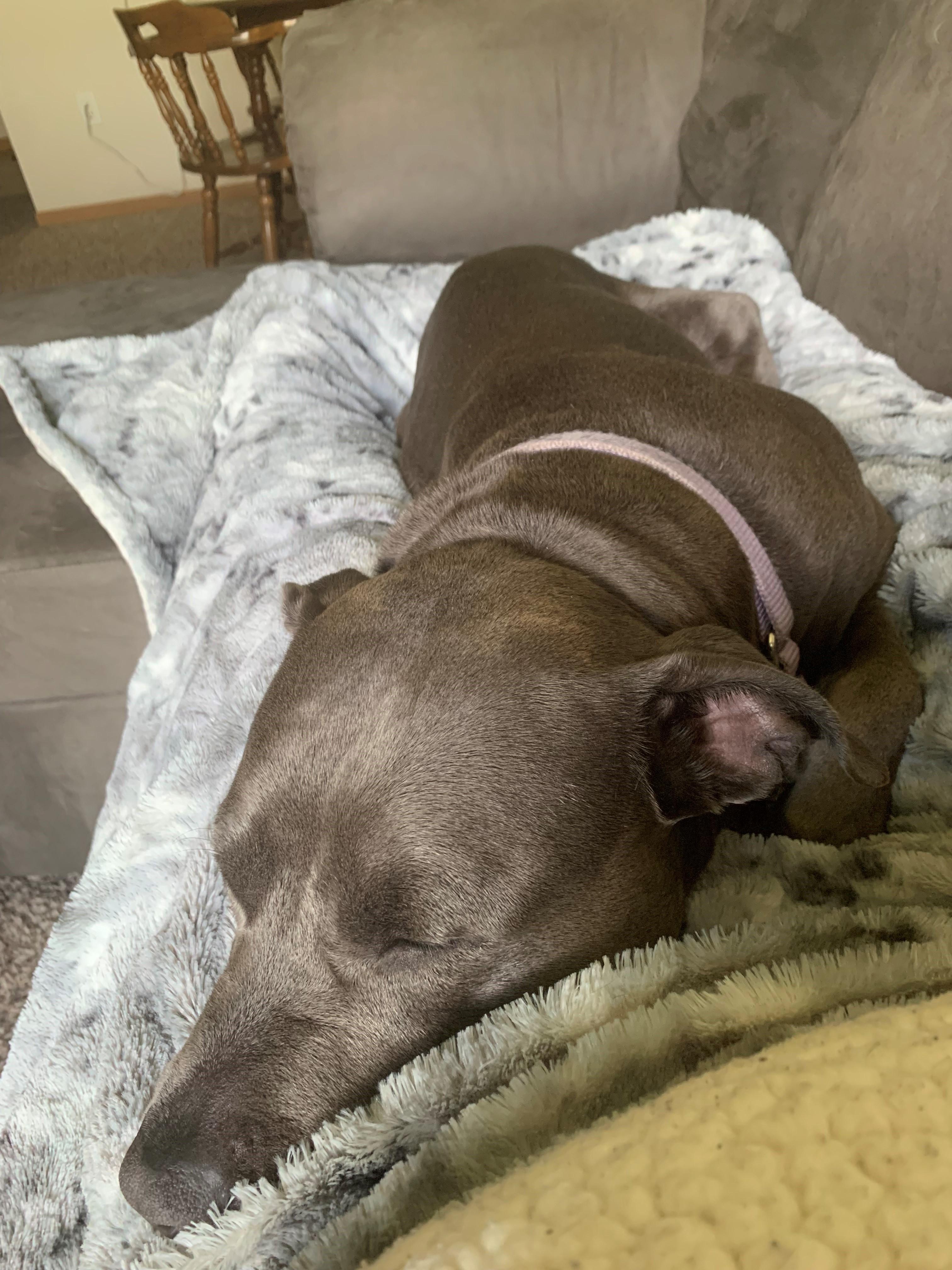 A big brown dog sleeps on a fluffy blanket