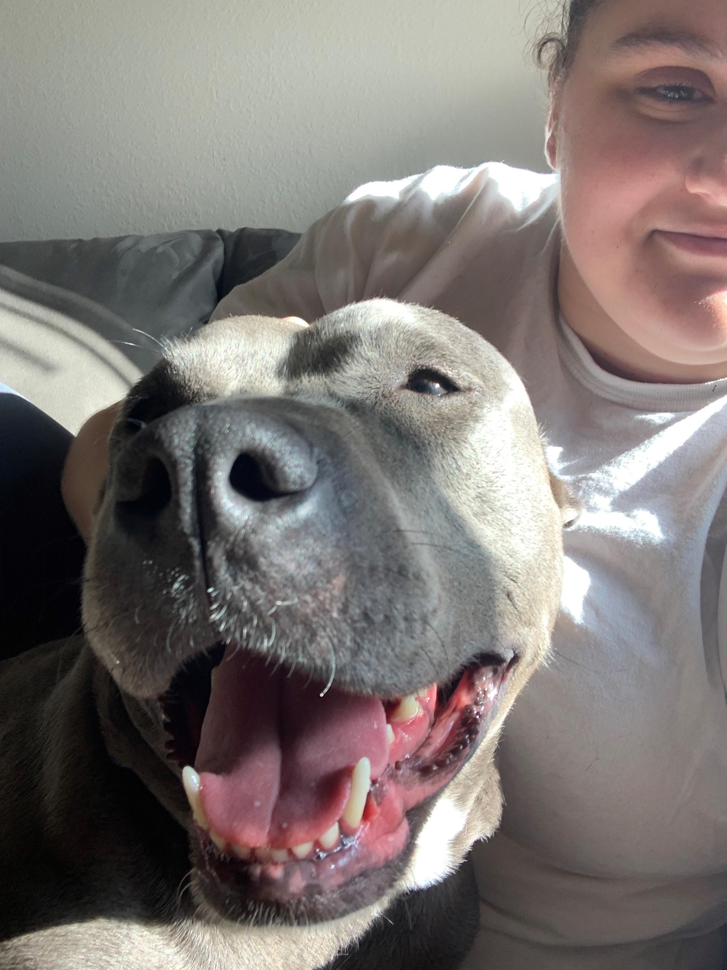 A big brown dog smiles at the camera beside her owner