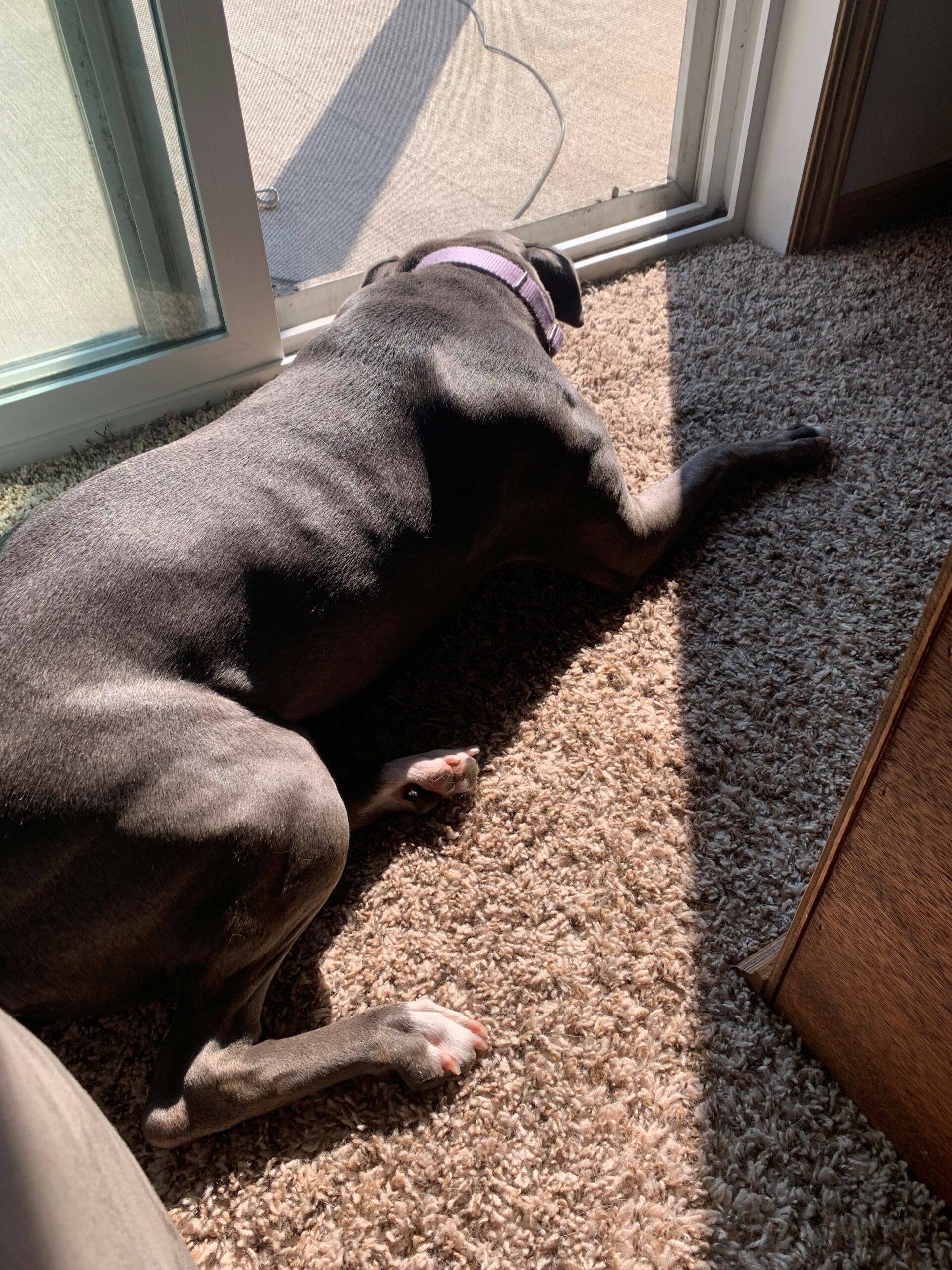 A big brown dog lays in the sunlight coming through a glass door