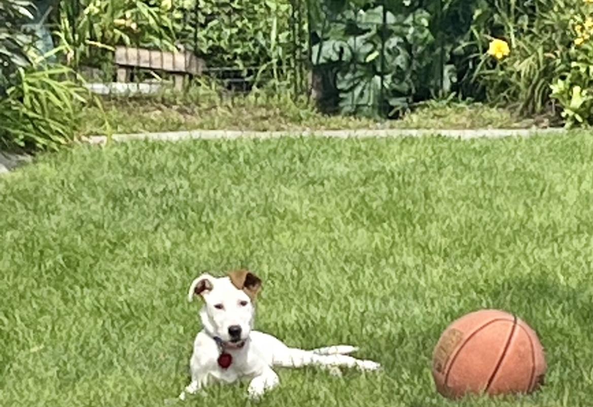 A small brown and white dog lays in the grass beside a basketball