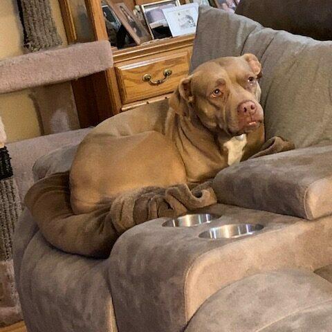 A brown pit bull in a brown recliner