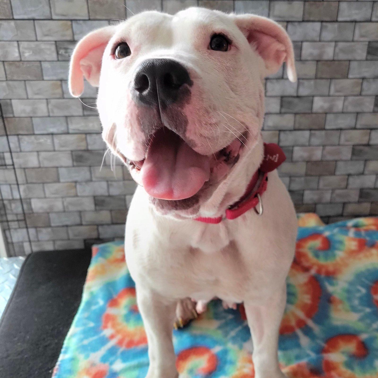 A big white pit bull with an even bigger smile