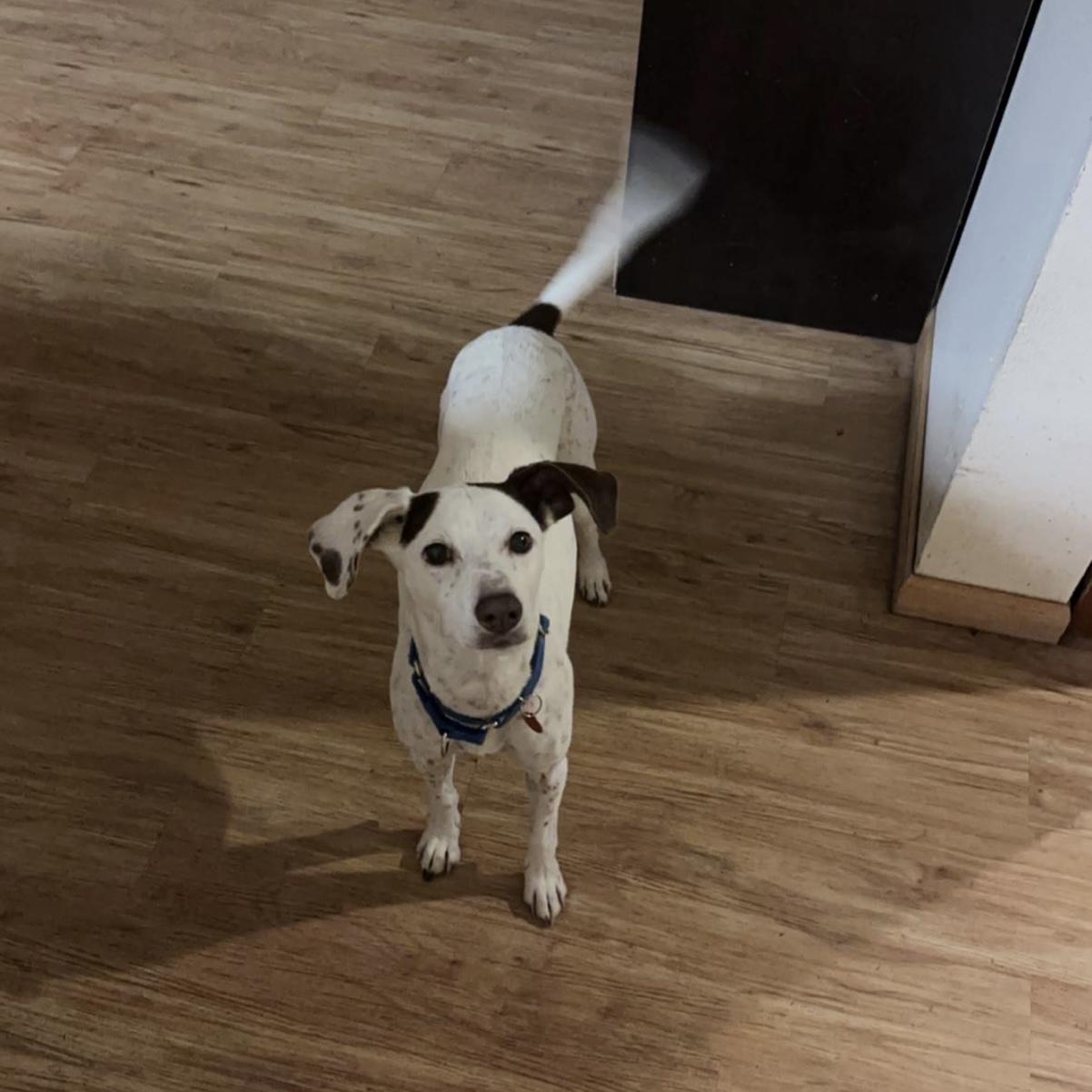 A white and brown spotted dog looks up at the camera, her tail a blur from wagging.