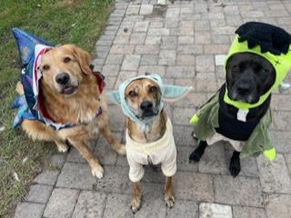 Three dogs wear Halloween costumes of a shark, Baby Yoda, and Frankenstein's monster.