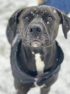 A black dog with white chest looks up at the camera while snow lays gently on his face.
