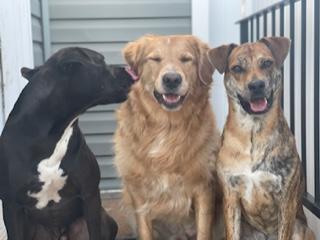 Two brown dogs smile at the camera while a third dog licks the middle dog's face.