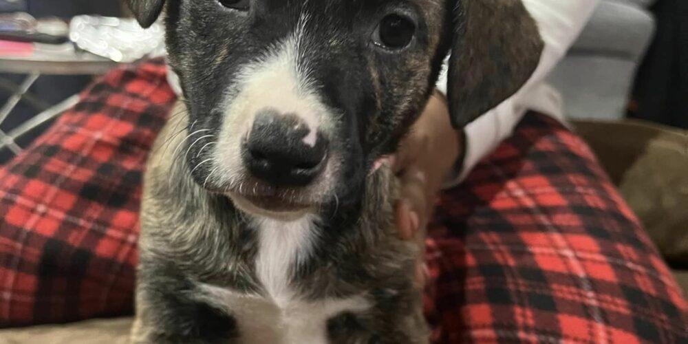 A black and white puppy looks at the camera.