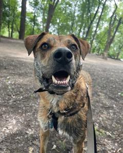 A brown dog with mouth open stands in the woods.