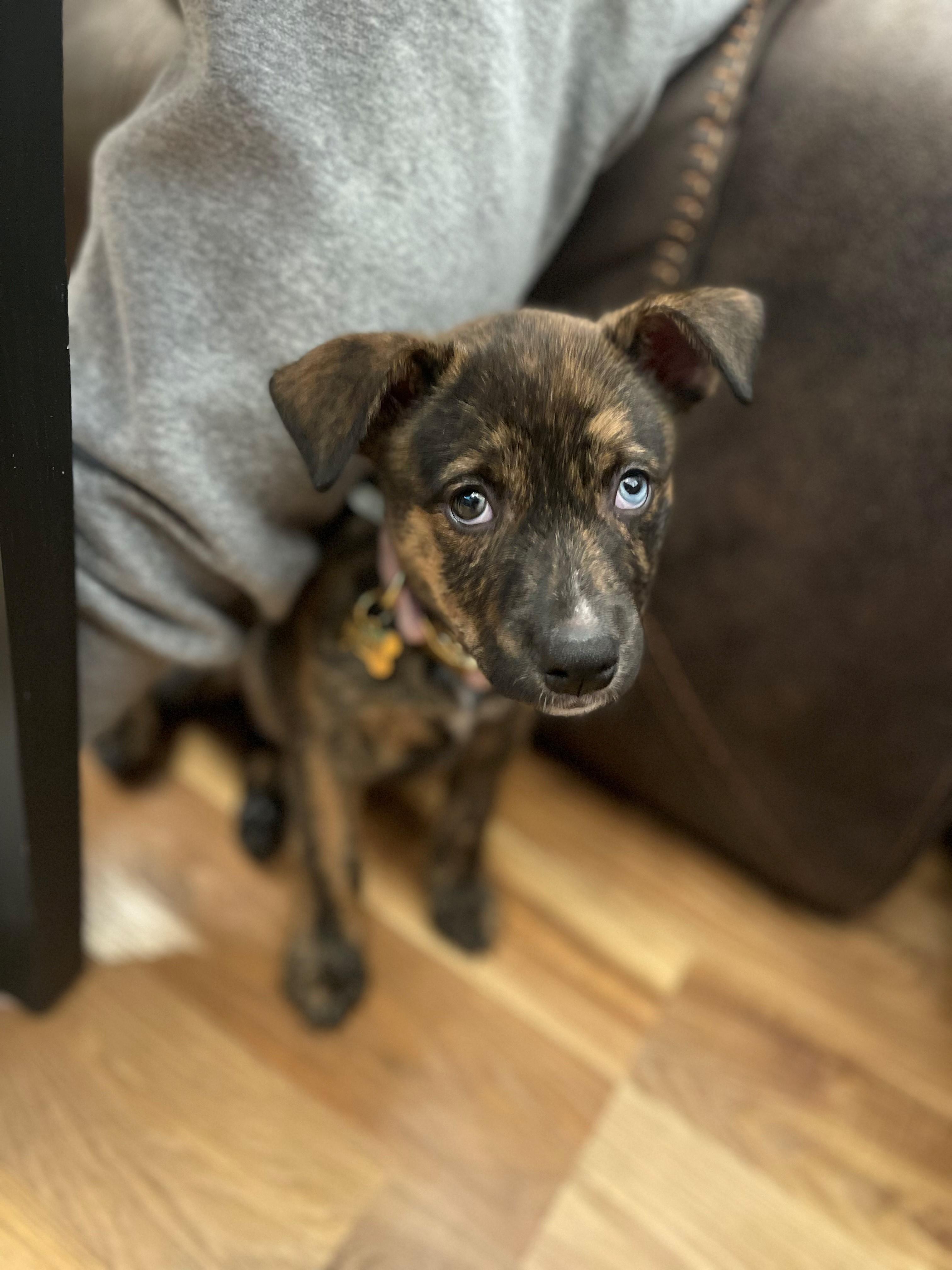 A brown brindle puppy looks at the camera. It has mismatched eyes: one blue and one brown.