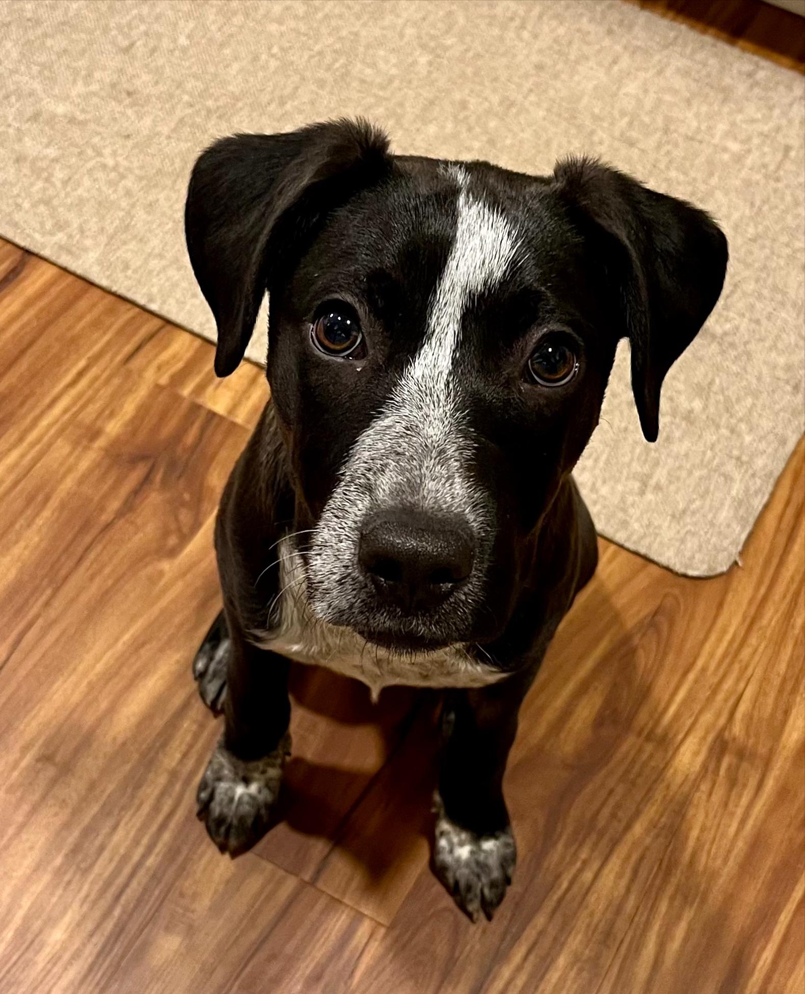 A black dog with white snout looks up at the camera.