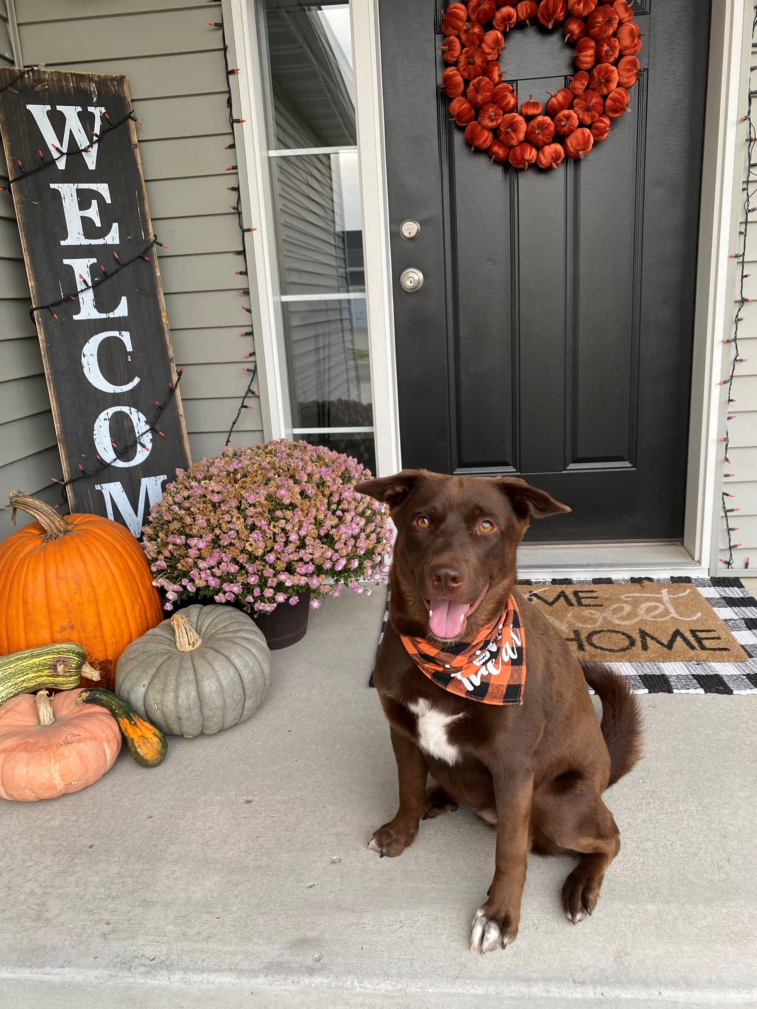 A brown dog sits on a doorstep, wearing a "Trick or Treat" bandana. There are plants, pumpkins, and a "Home Sweet Home" welcome mat, in addition to a large wooden sign covered in orange lights that says "Welcome."