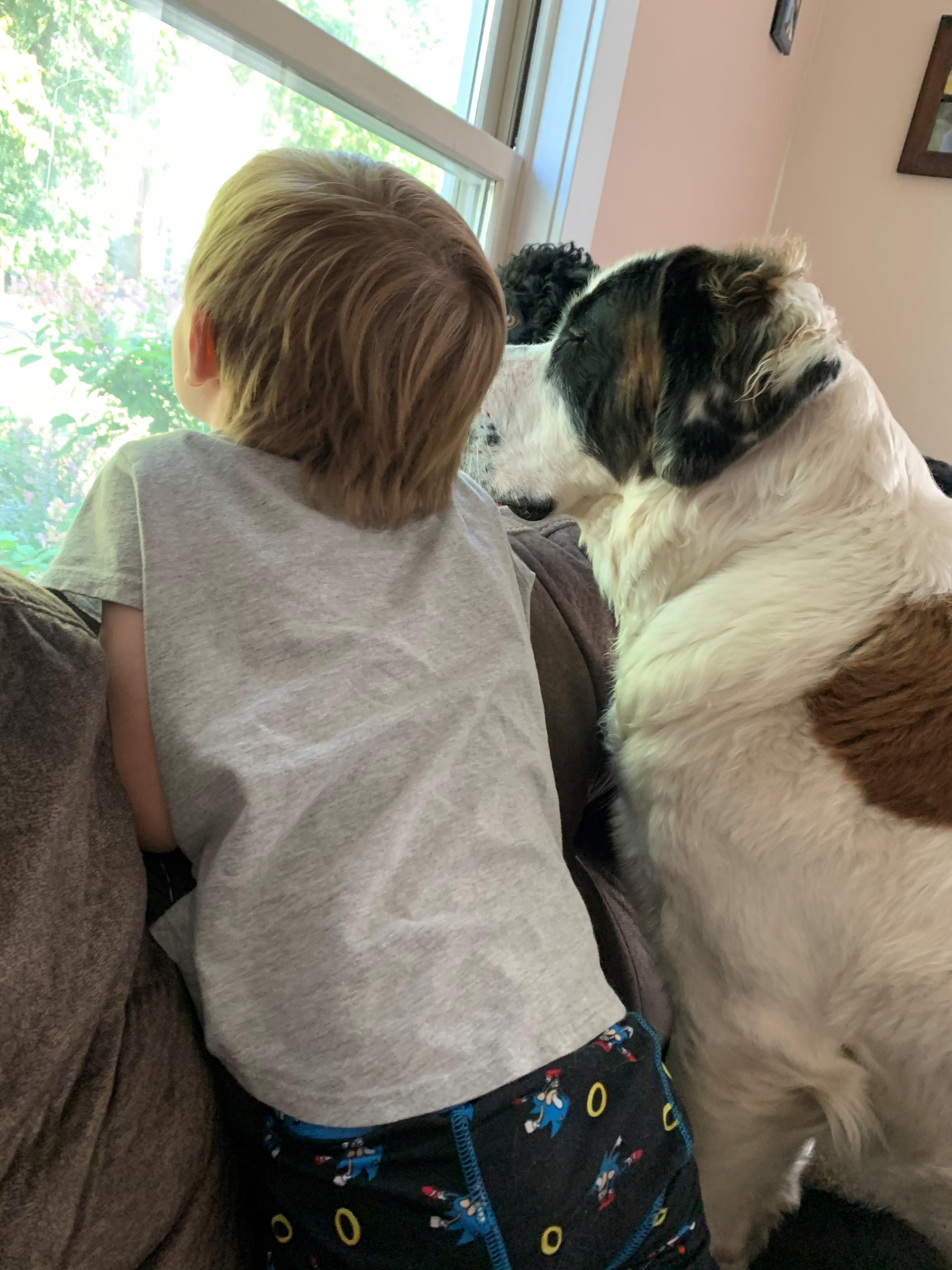 A small child and a huge white and brown dog sit on the couch, staring out a window.