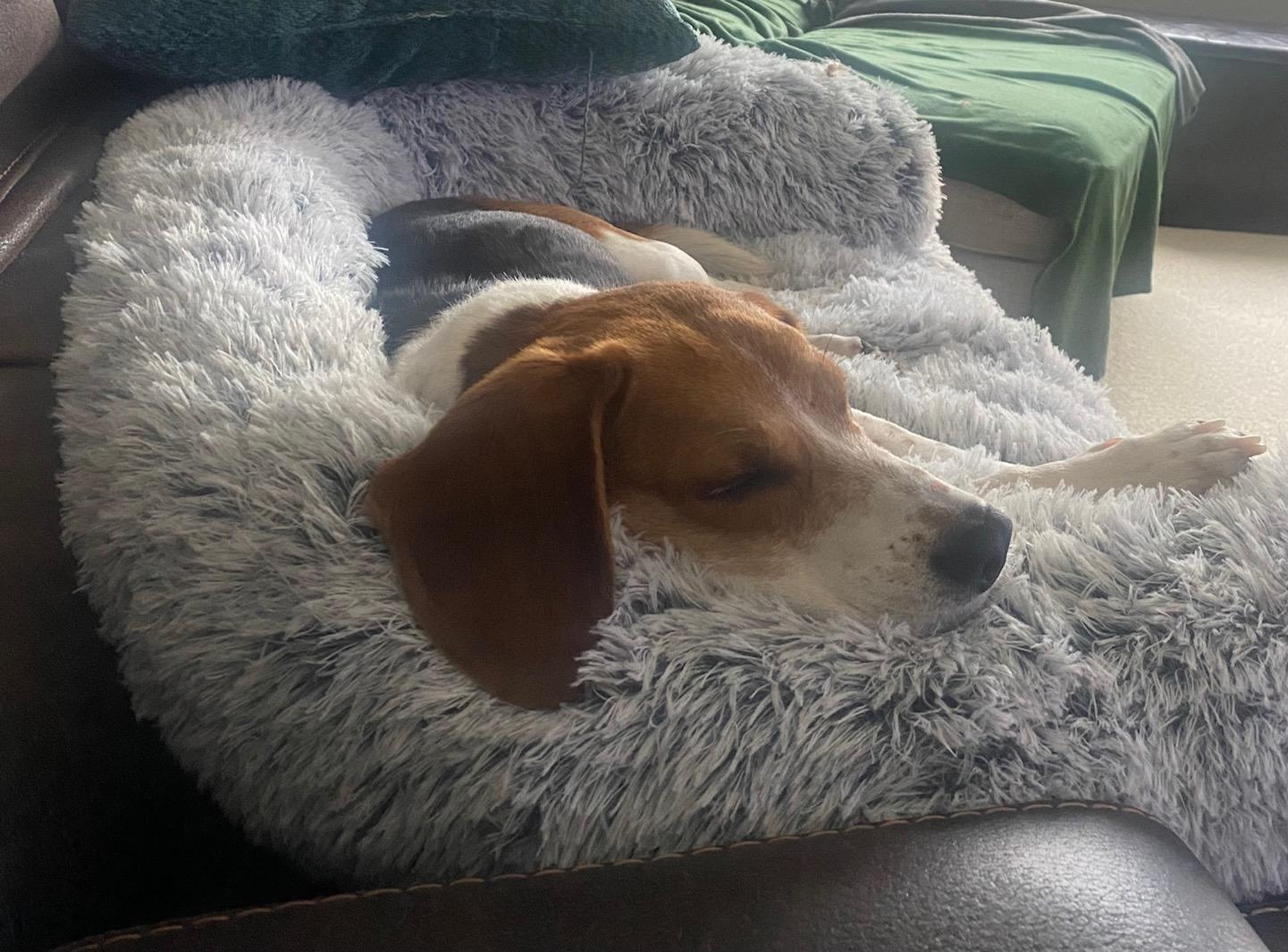 A beagle sleeps on a big plush dog bed.